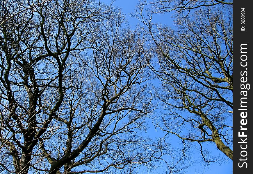 Beautiful crown of the trees and clean blue sky. Beautiful crown of the trees and clean blue sky.