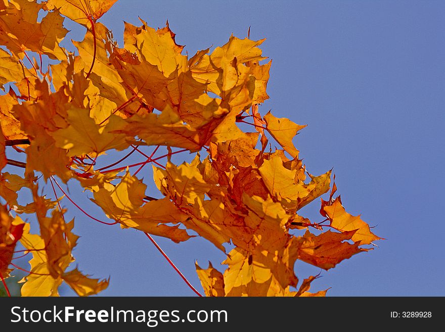 Branch of bright yellow maple's leaves over deep blue sky. Branch of bright yellow maple's leaves over deep blue sky