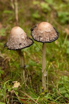 Shaggy Inkcap Toadstool Stock Images