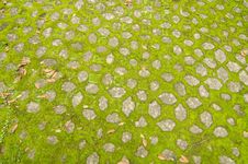 Moss On Cement  Pathway Royalty Free Stock Photography
