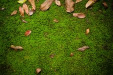 Ground Path With Moss Royalty Free Stock Photo Ground Path With Moss Royalty Free Stock Photo