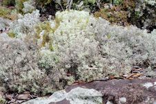 Reindeer Moss Royalty Free Stock Images Reindeer Moss Royalty Free Stock Images