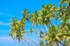 Beach Side Sri Lanka With Coconut Trees Royalty Free Stock Image Beach Side Sri Lanka With Coconut Trees Royalty Free Stock Image