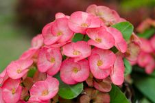 Crown Of Thorns Flowers Stock Photography Crown Of Thorns Flowers Stock Photography