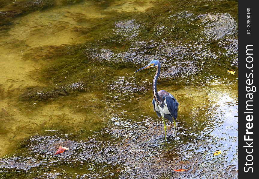 Bird looking for food down the creek with no way to get to it, I was using a small lens and this bird was 500 feet or more away. Bird looking for food down the creek with no way to get to it, I was using a small lens and this bird was 500 feet or more away