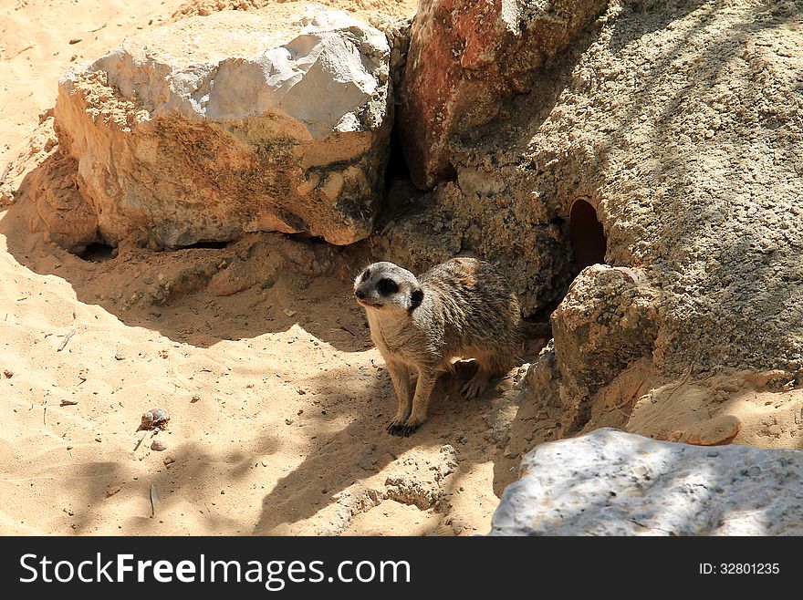 Sand dog sitting near the rocks