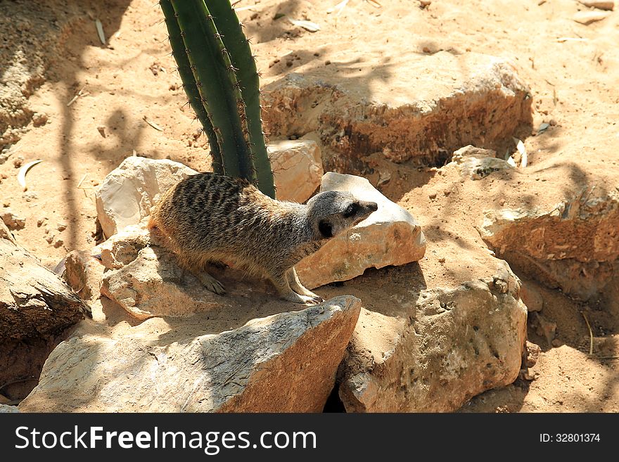 Sand dog running on the rocks near cactus