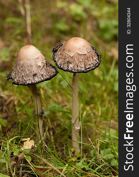 Two shaggy inkcap toadstools standing on the the forest floor together