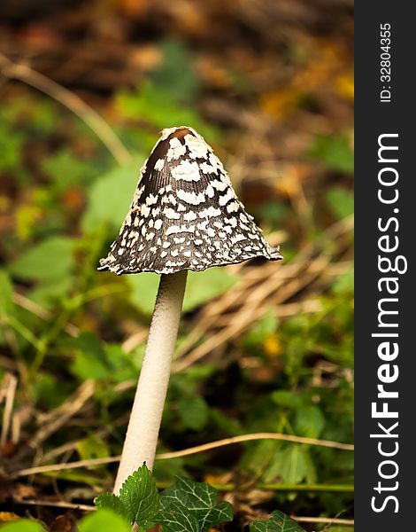 Coprinopsis picacea - Magpie Inkcap toadstool on forest floor