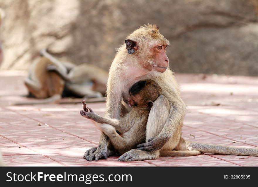 Thai monkey kids and mom