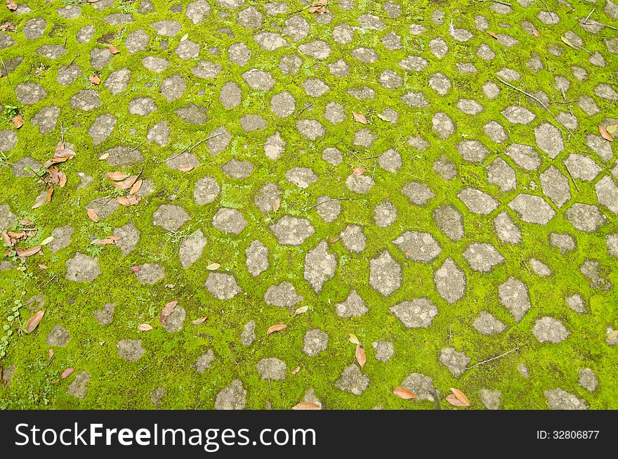 Moss growing on cement pathway. Moss growing on cement pathway