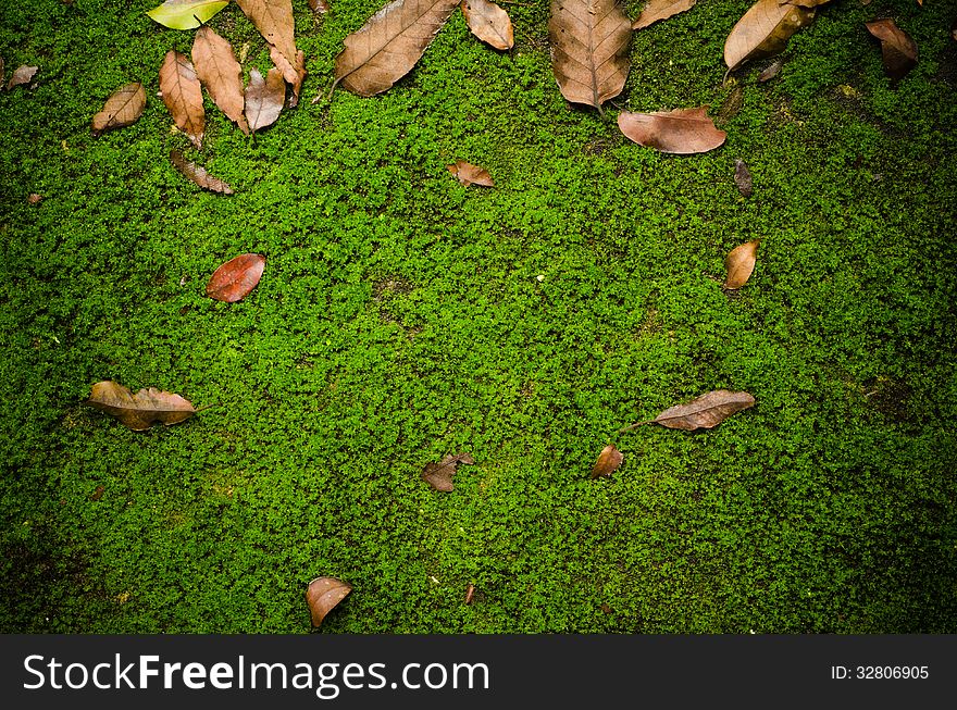 Ground path with green moss. Ground path with green moss