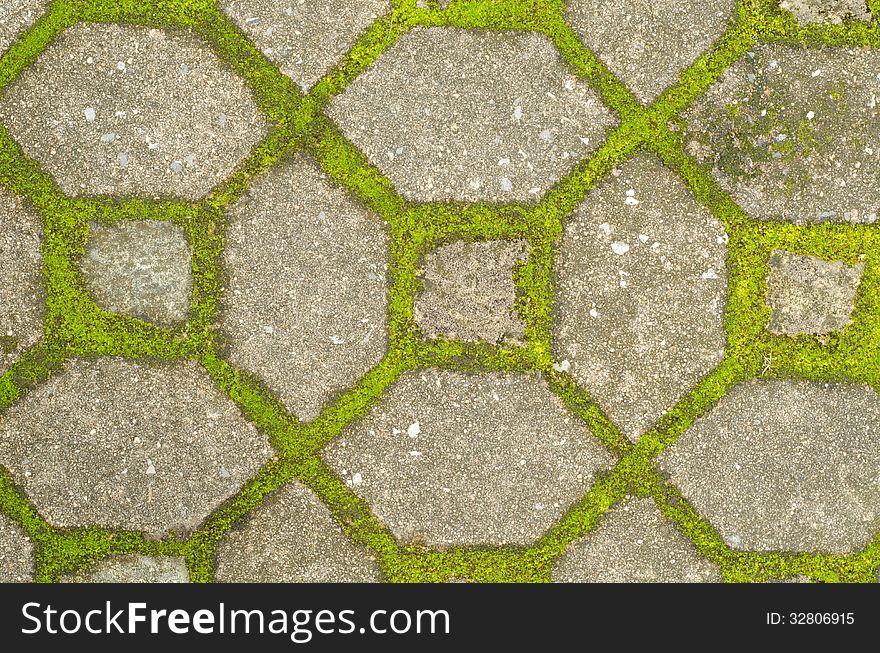 Moss growing on cement pathway. Moss growing on cement pathway