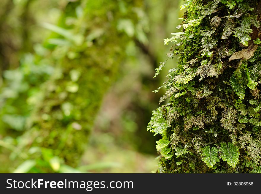 Green ferns and moss growing on tree