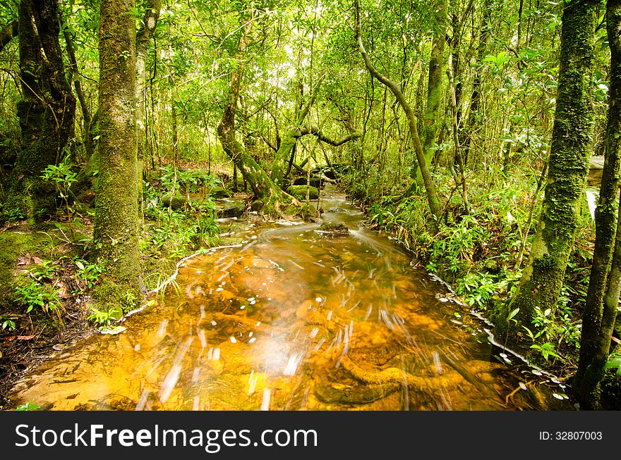 Streamlet intropical rain forest , Thailand
