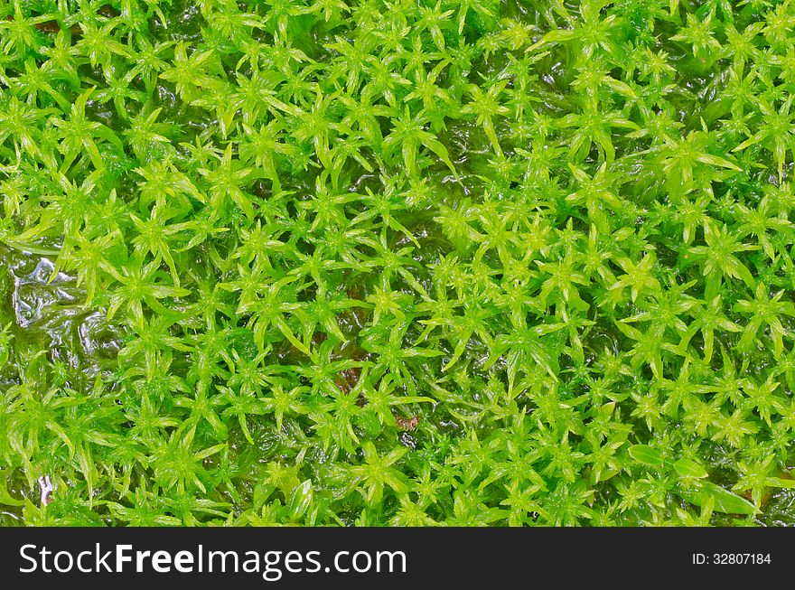 Sphagnum moss in rainforest ,Thailand