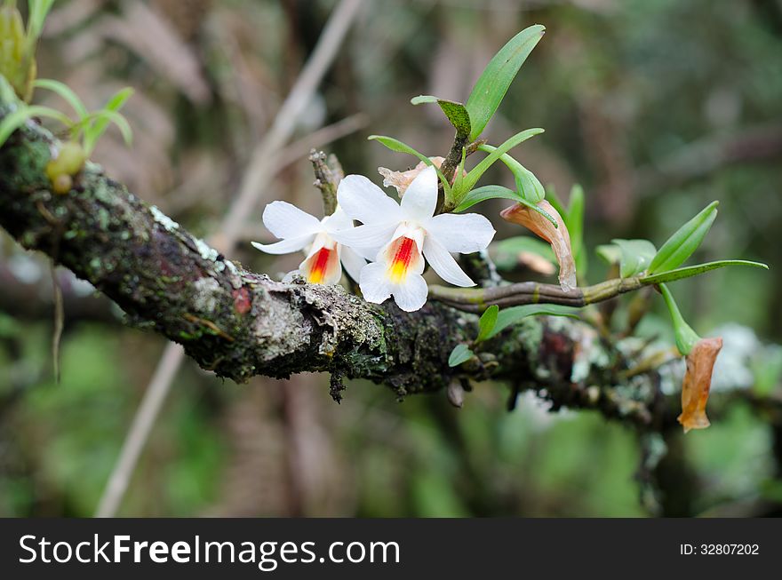 Dendrobium Christyanum