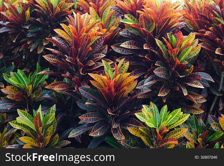 Colorful croton leaves and background