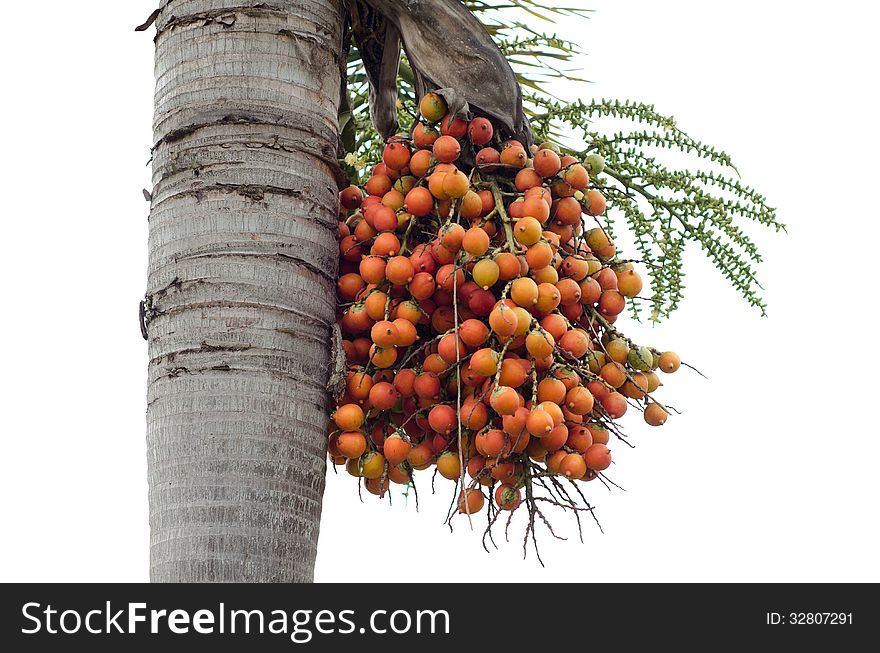 Palm fruits on tree on white background