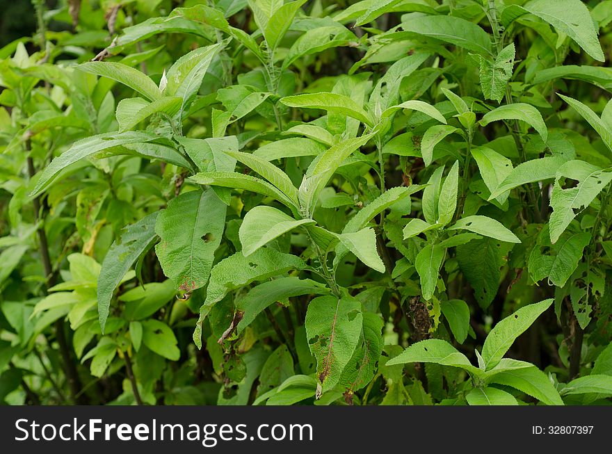 Ngai Camphor (The herb is used to extract camphor)