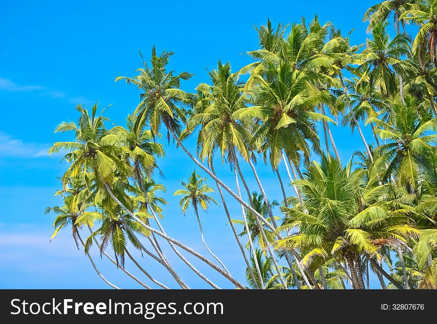 Beach side Sri Lanka with coconut trees in the summer.