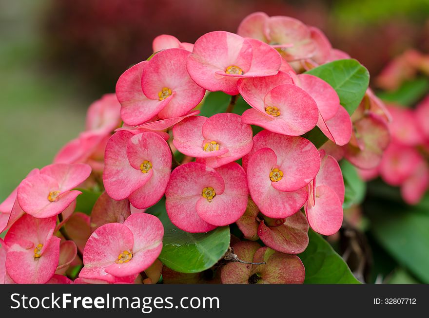 Crown of thorns flowers blooming in garden