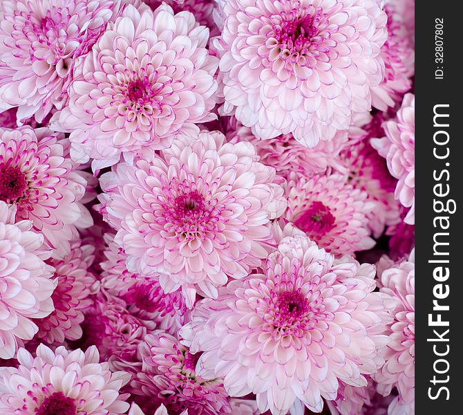 Close up of asters flower background