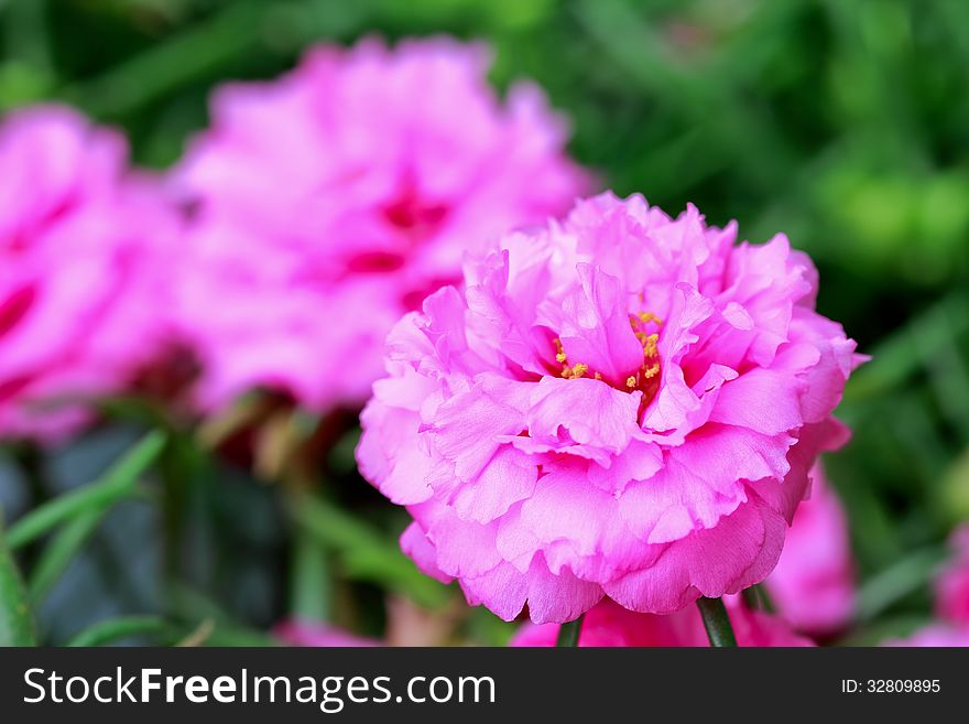 A photo of close up portulaca flower in the garden