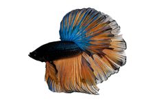 Siamese Fighting Fish Royalty Free Stock Photography Siamese Fighting Fish Royalty Free Stock Photography