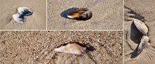 Sea Shells Stock Image Sea Shells Stock Image