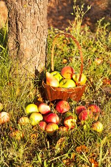 Basket With Apples Royalty Free Stock Images Basket With Apples Royalty Free Stock Images