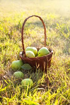 Basket Of Apples Royalty Free Stock Image Basket Of Apples Royalty Free Stock Image