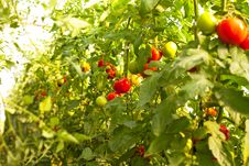 Growing Tomatoes Royalty Free Stock Photography