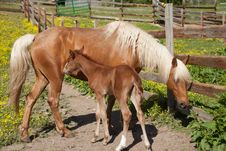 Horse With Foal Stock Photo Horse With Foal Stock Photo