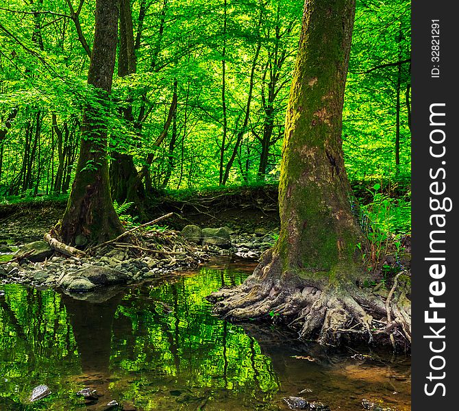 Strong roots of old trees in a forest creek. Strong roots of old trees in a forest creek