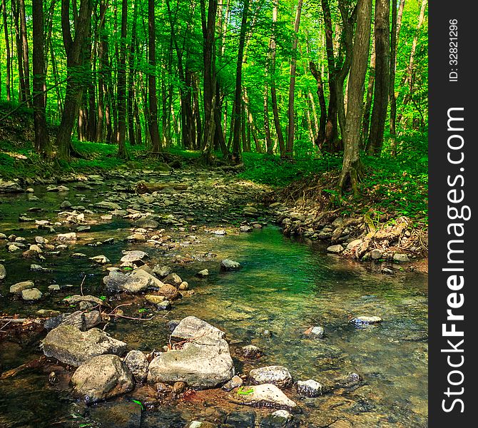 Clear forest brook with stones and tree roots. Clear forest brook with stones and tree roots