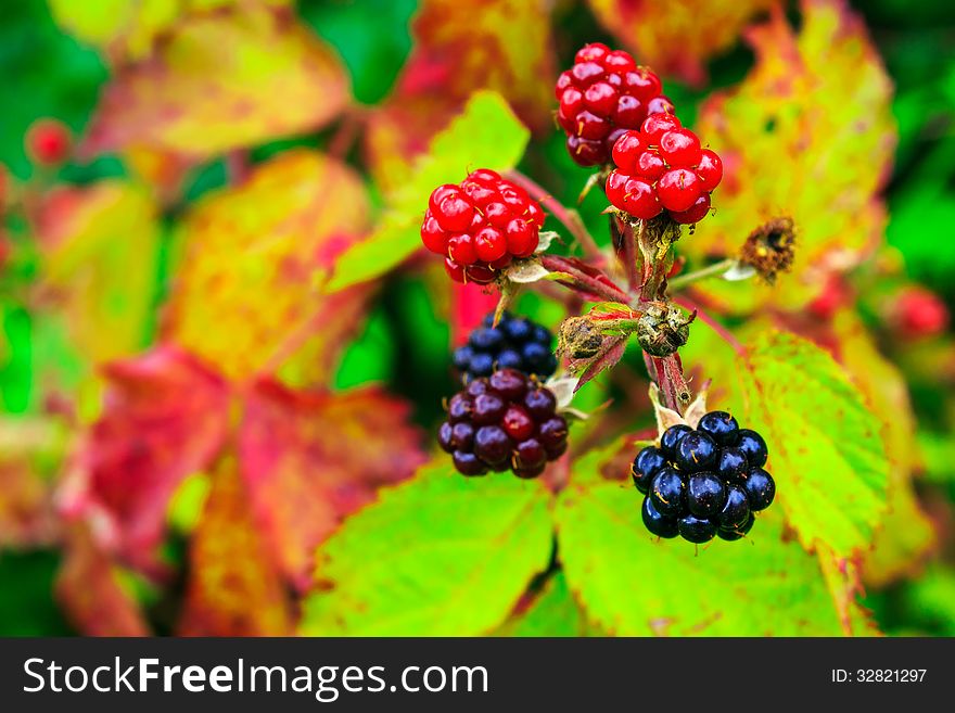 Ripening process of wild blackberries on a yellow-green foliage. Ripening process of wild blackberries on a yellow-green foliage