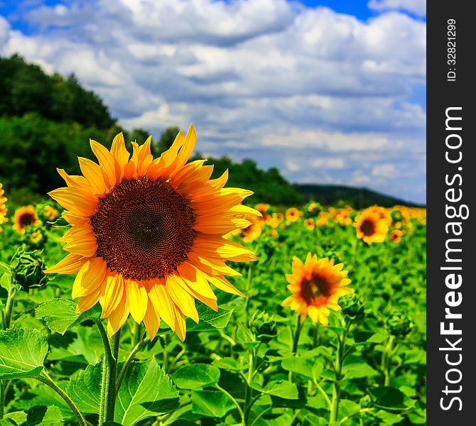 Rows of young sunflowers near the hill under a blue sky square. Rows of young sunflowers near the hill under a blue sky square