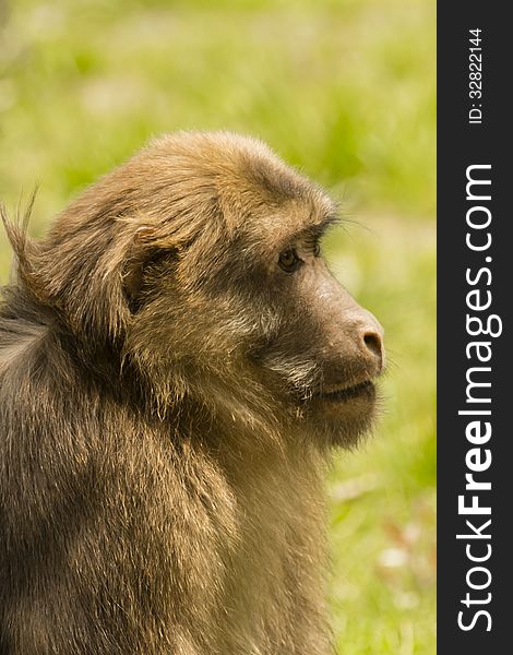 Profile Young Male Tibetan Macaque