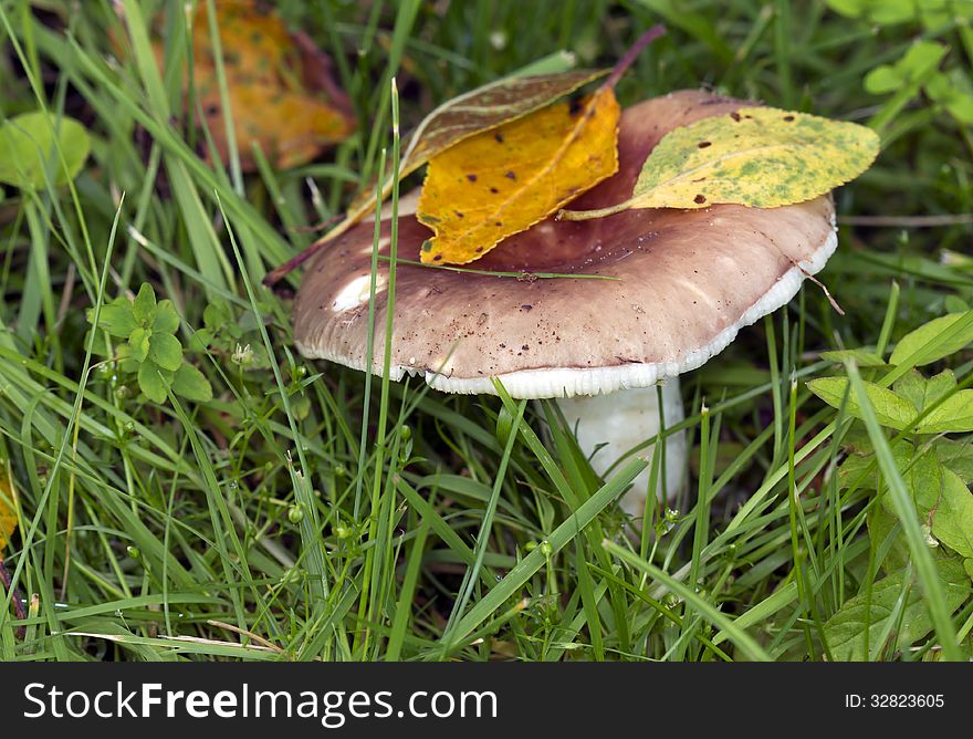 Russula.