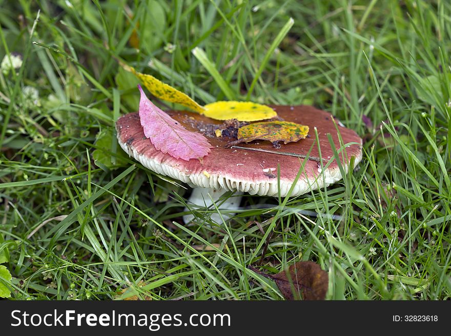 Russula - the most common mushroom in Russia. Very delicious and easy to cook. Some types can be eaten raw. Russula - the most common mushroom in Russia. Very delicious and easy to cook. Some types can be eaten raw.