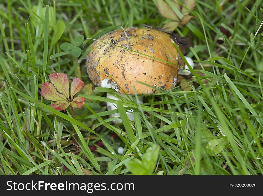 Russula - the most common mushroom in Russia. Very delicious and easy to cook. Some types can be eaten raw. Russula - the most common mushroom in Russia. Very delicious and easy to cook. Some types can be eaten raw.