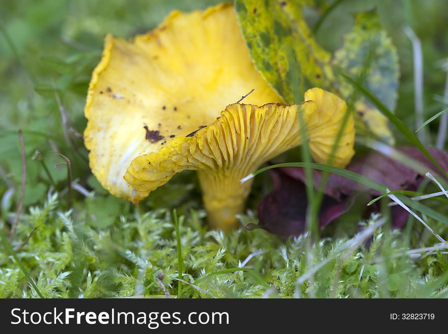 Chanterelle mushroom - the most cheerful, elegant, favourite mushroom. Chanterelle mushroom - the most cheerful, elegant, favourite mushroom.