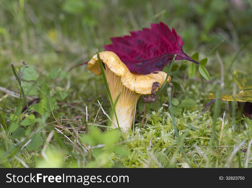 Chanterelle mushroom - the most cheerful, elegant, favourite mushroom. Chanterelle mushroom - the most cheerful, elegant, favourite mushroom.