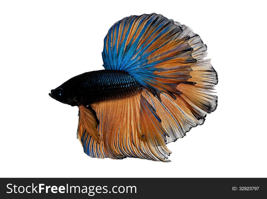 Blue siamese fighting fish on white background