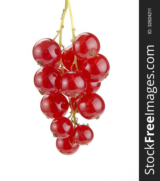 Red currant on a branch on a white background