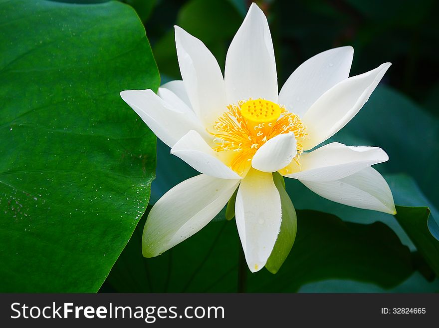 The closeup of white lotus flower.