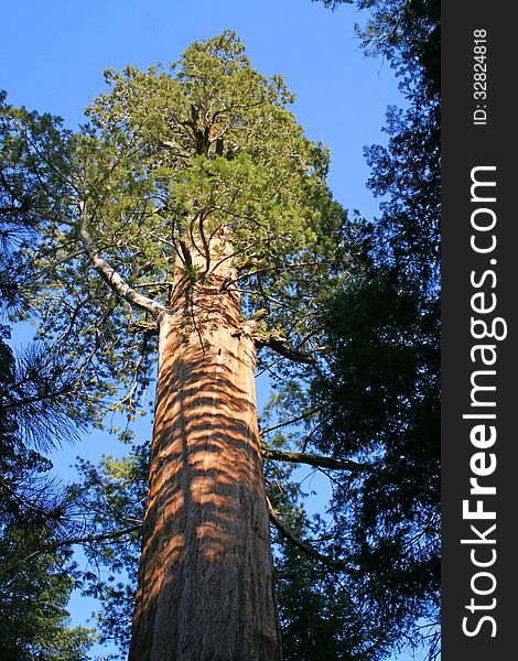 Sequoia tree, Sequoia National Park. Sequoia tree, Sequoia National Park