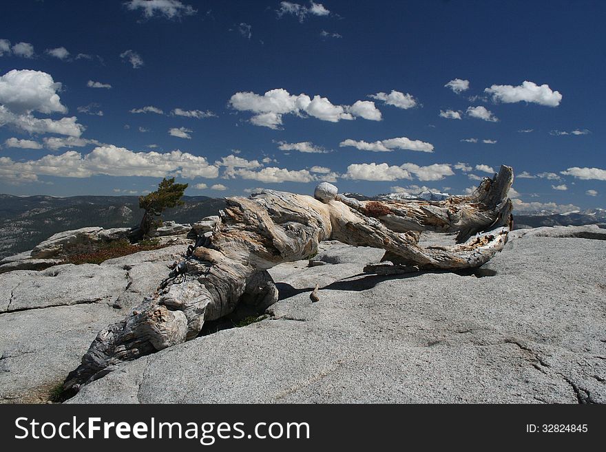 Jeffrey Pine, Sentinel Dome, Yosemite