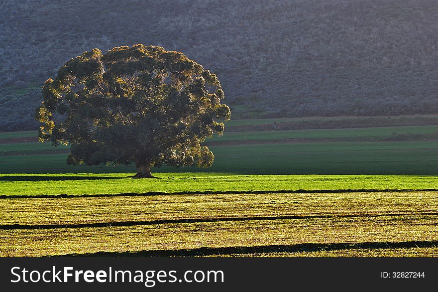 Landscape with tree in bright morning light. Landscape with tree in bright morning light